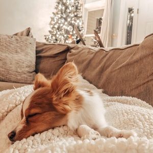 Meet your Posher, Paige